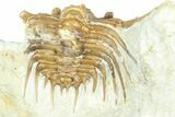 Bargain, Enrolled Spiny Trilobite (Kettneraspis) - Oklahoma #363005-2